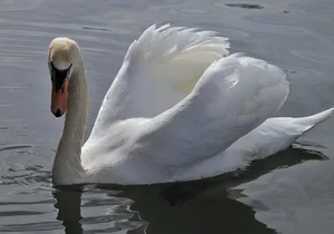 noble_ivory_white