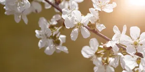 Bianco_S