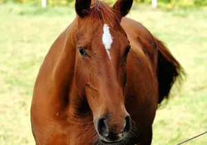 noble_athos_brown
