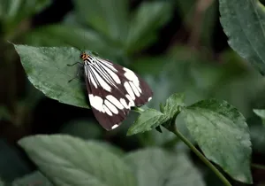 noble carrara